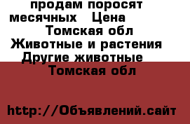 продам поросят 2 месячных › Цена ­ 2 500 - Томская обл. Животные и растения » Другие животные   . Томская обл.